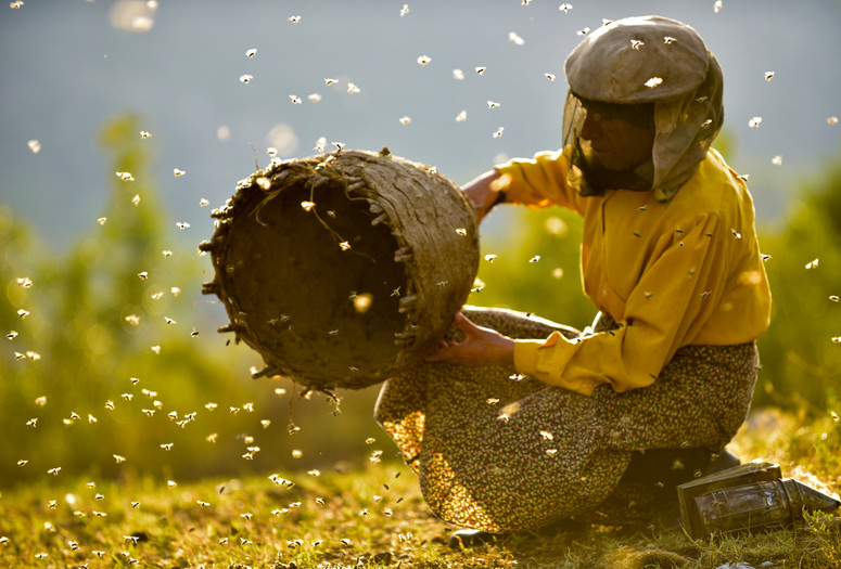 Honeyland. 2019. Macedonia. Directed by Tamara Kotevska & Ljubomir Stefanov