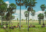 Zama. 2017. Argentina. Directed by Lucrecia Martel. © Rei Cine SRL, Bananeira Filmes Ltda, El Deseo DA SLU, Patagonik Film Group SA