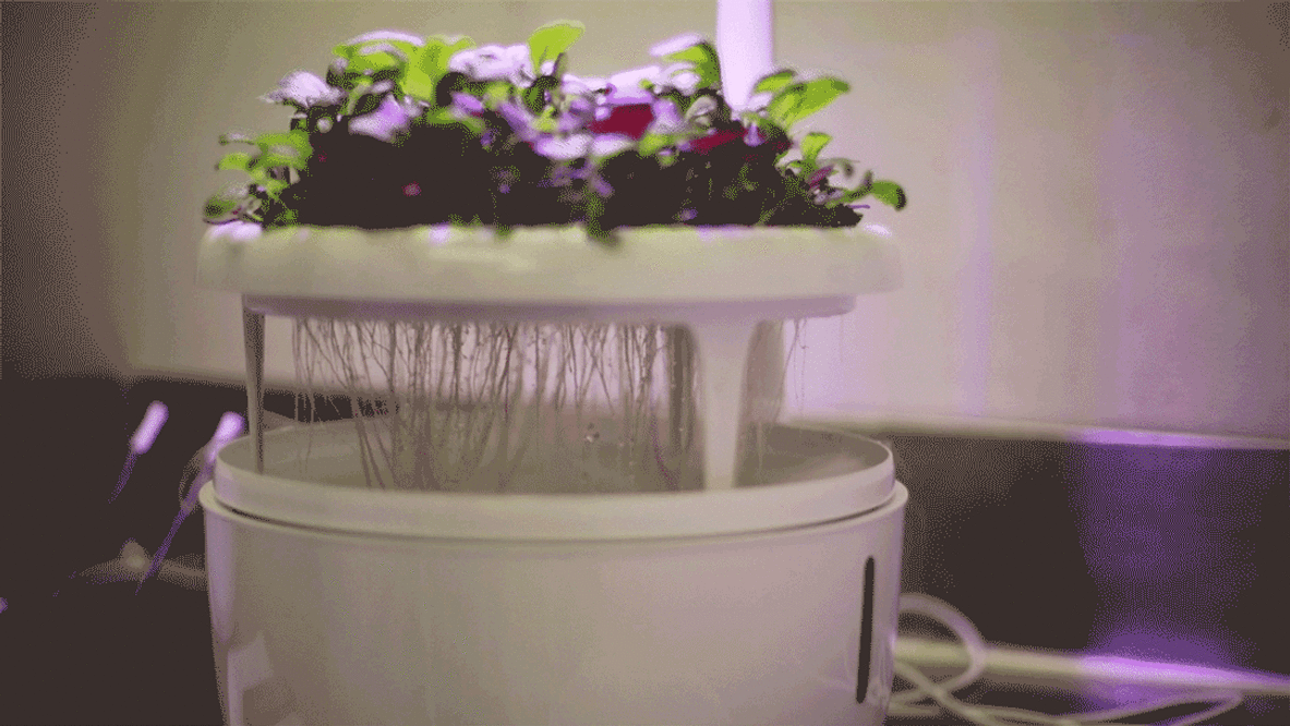 The Modern’s aeroponic growing system. Photo: Rose Liu