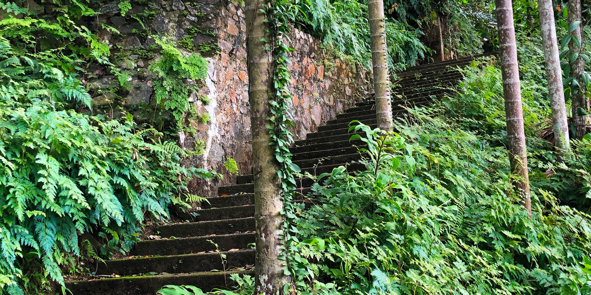 Stairs from the Red Terrance to the Water Garden, Lunuganga Estate (1949–present). Photo: Sean Anderson