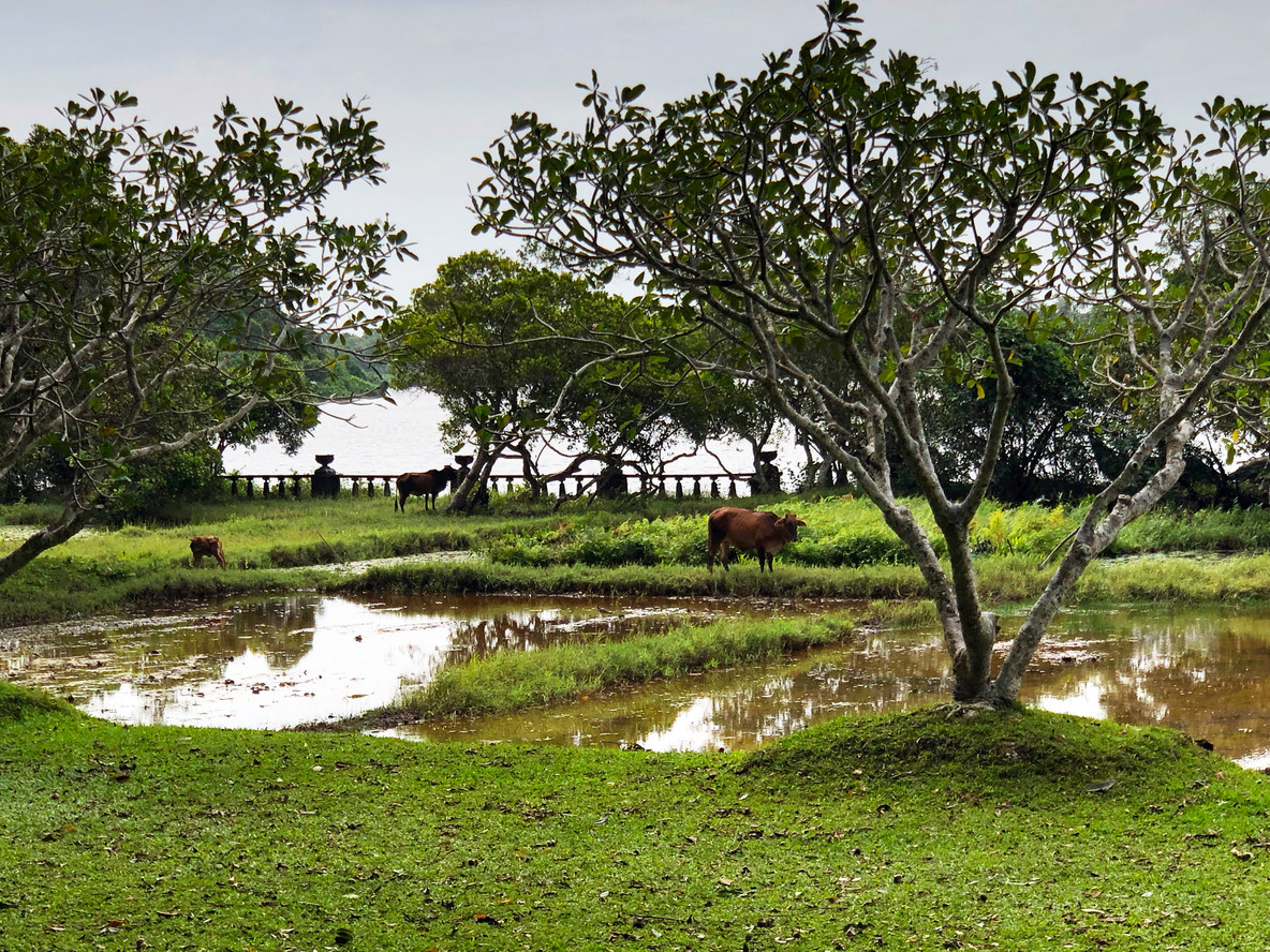 Working paddies (and cows) during the monsoon along the Broad Walk, Lunuganga Estate