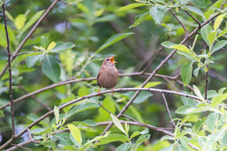 Wren sitting in a tree. Photo: lues01