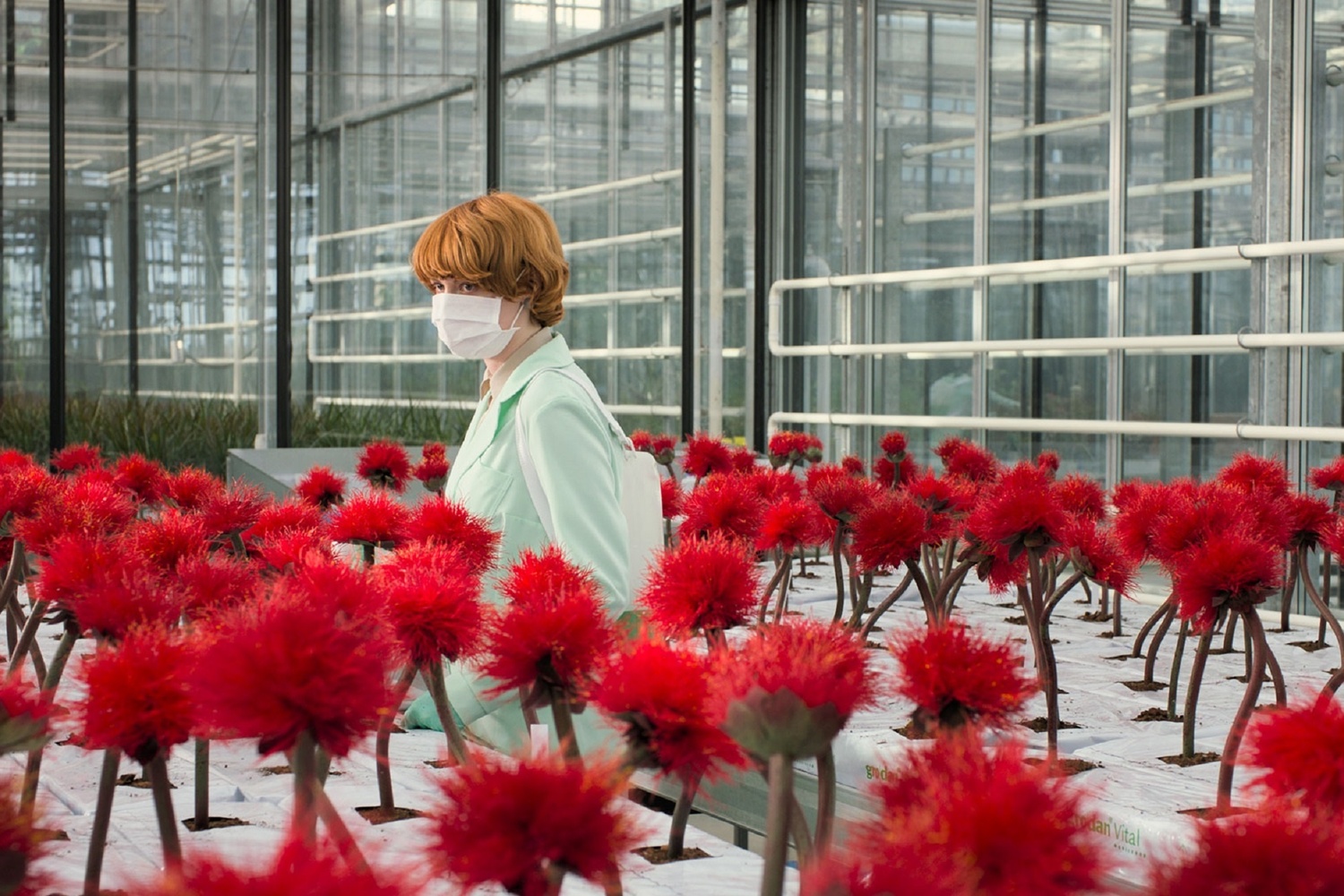 Little Joe. 2019. Austria/UK/Germany. Directed by Jessica Hausner. Courtesy Magnolia Pictures