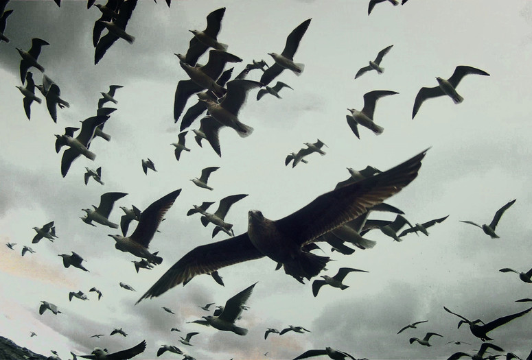 Leviathan. 2012. USA/France/Great Britain. Directed by Lucien Castaing-Taylor, Véréna Paravel. Courtesy Cinema Guild