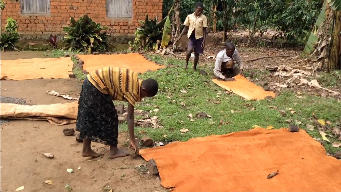 Sunning the bark cloth