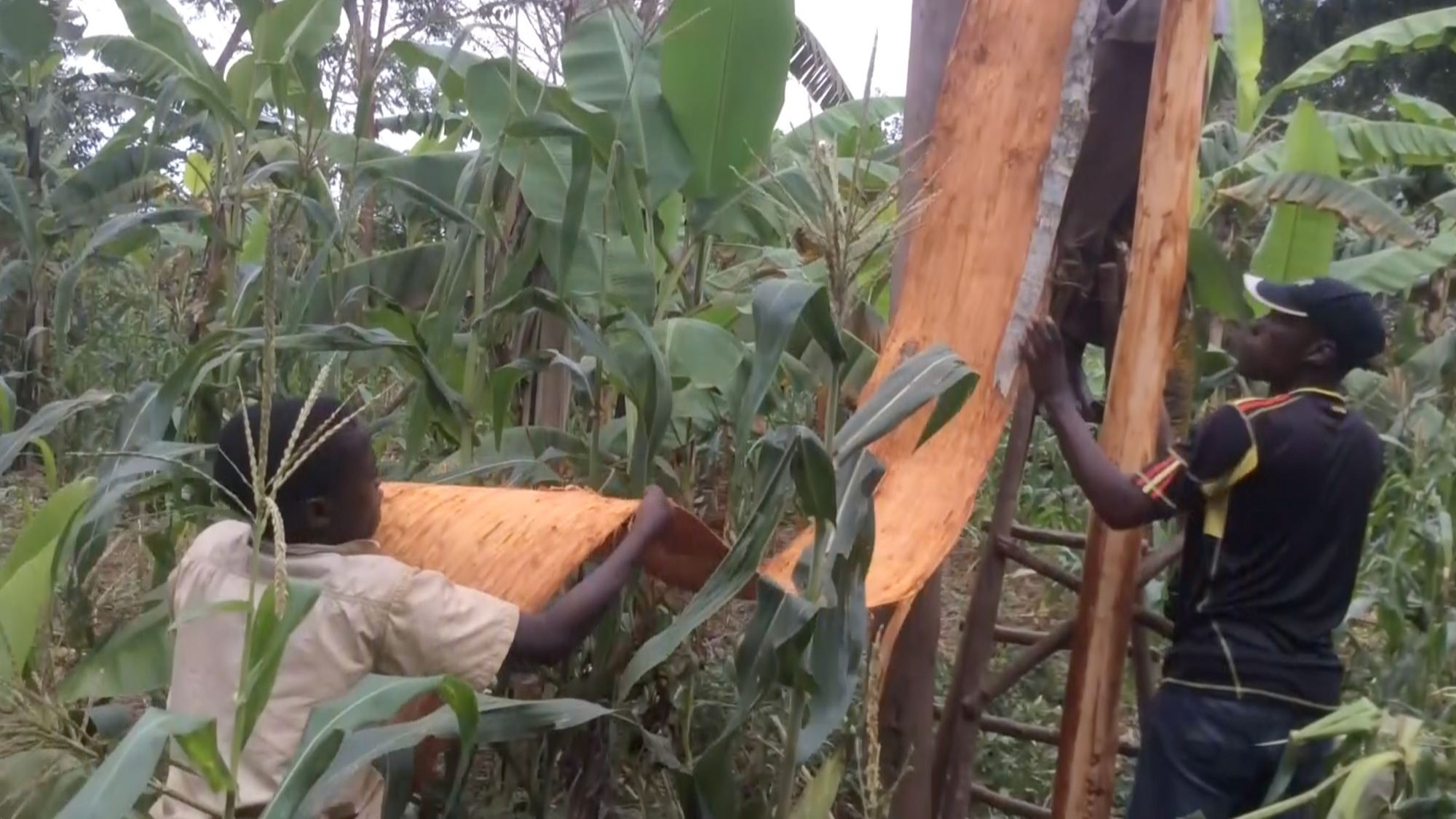The process of peeling bark to create lubugo