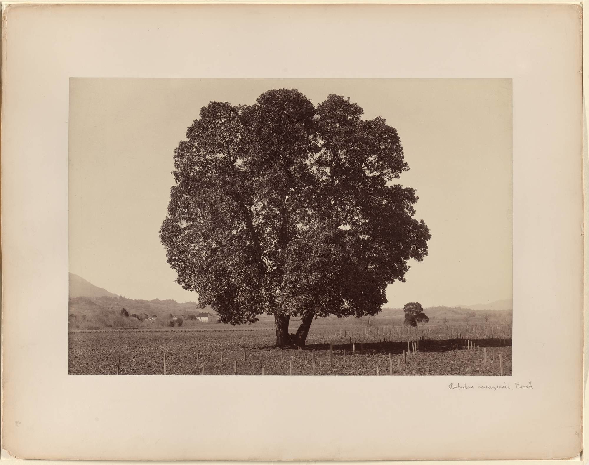 Carleton E. Watkins. Arbutus Menziesii, Pursh. 1861