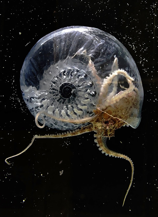 Aki Inomata. Think Evolution #1: Kiku-ichi (Ammonite). 2016–17