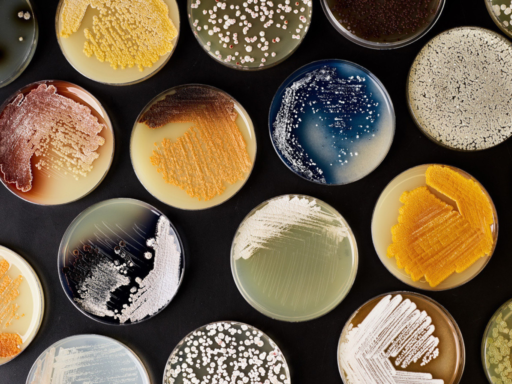 Christina Agapakis. Bacterial Encounters. 2013