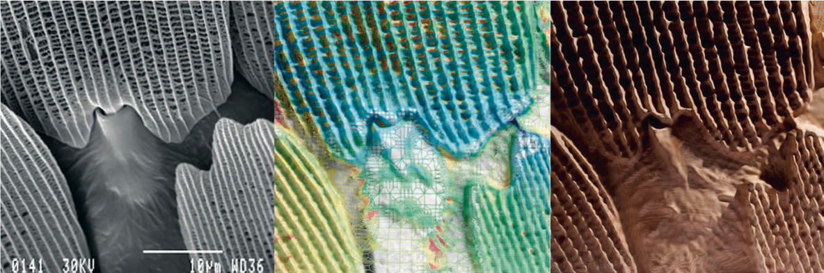 Subterrain. Micrograph image of a butterfly wing (left); analysis of material behavior according to stress, strain, heat flow, stored energy, and deformation from applied loads and temperature differences (middle); reconstructed tissue (right). Courtesy Neri Oxman.