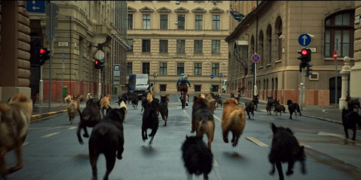 White God. 2014. Hungary. Directed by Kornél Mundruczó