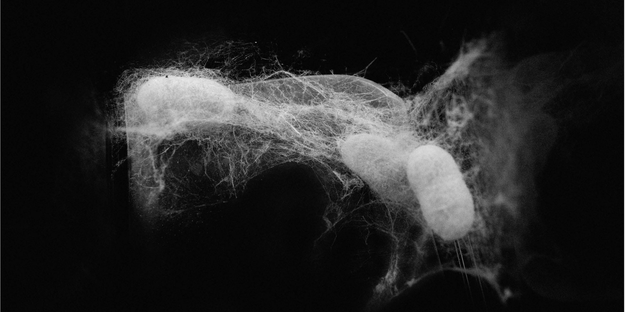 Neri Oxman and The Mediated Matter Group. Silk Pavilion II. 2019. Stainless steel cables, aluminum, polyvinyl alcohol knit textile, and silkworm-spun silk. Courtesy Neri Oxman and The Mediated Matter Group