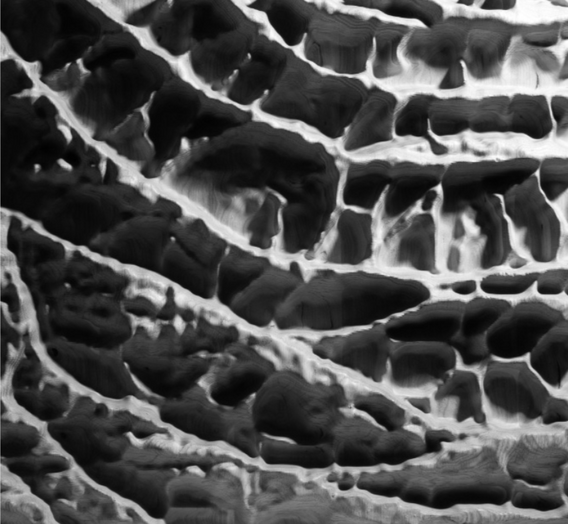 Neri Oxman in collaboration with W. Craig Carter. Subterrain. 2007. Micrograph image of scorpion-claw tissue. The image was analyzed and reconstructed in three dimensions using a CNC mill and wood composite. Courtesy Neri Oxman.