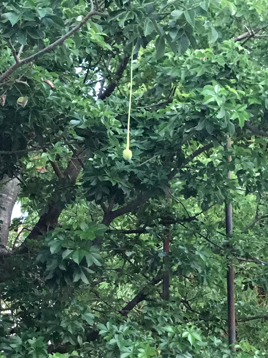 A baobab tree in Casa Branca, brought from Senegal to Salvador, Brazil