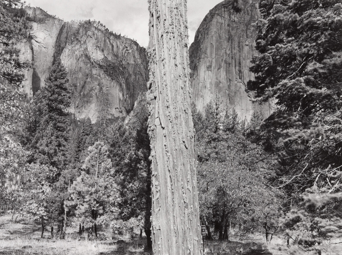 William Stephen Sutton. Tree, Yosemite National Park. 1979