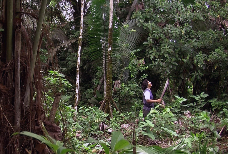 Ursula Biemann. Forest Law. 2014. HD Video. 38 minutes.