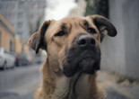 Stray. 2019. USA. Directed by Elizabeth Lo. Courtesy of Magnolia Pictures