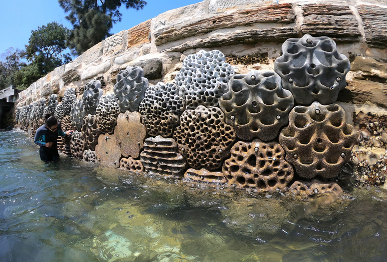 Dr. Maria Vozzo of Sydney Institute of Marine Science inspects Living Seawall panels. Photo: Alex Goad