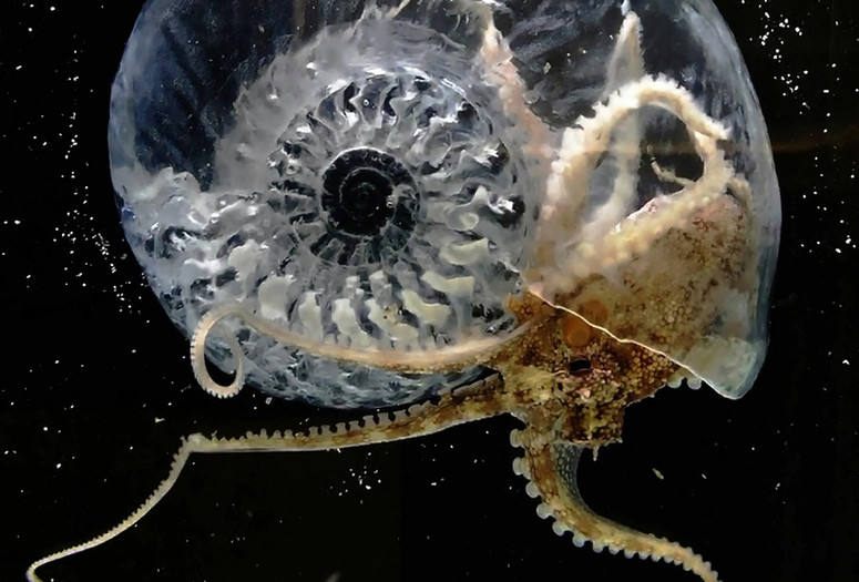 Aki Inomata. Think Evolution #1: Kiku-ichi (Ammonite). 2016–17. Monitor, HD video (color, sound, 2 min. loop), ammonite fossil, resin, 5.7 × 4.7 × 2.3" (14.5 × 12 × 6 cm). Courtesy the artist and MAHO KUBOTA GALLERY