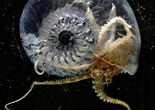 Aki Inomata. Think Evolution #1: Kiku-ichi (Ammonite). 2016–17. Monitor, HD video (color, sound, 2 min. loop), ammonite fossil, resin, 5.7 × 4.7 × 2.3&#34; (14.5 × 12 × 6 cm). Courtesy the artist and MAHO KUBOTA GALLERY