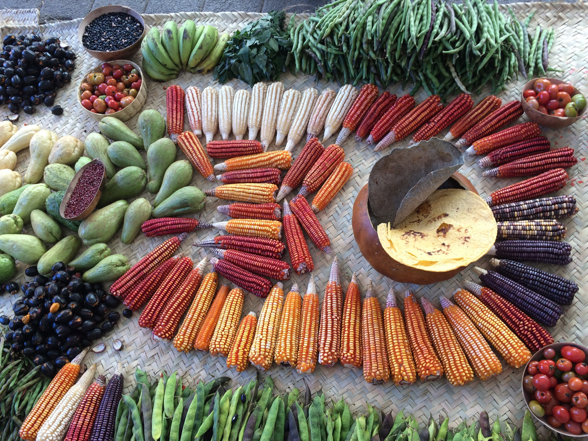 Corn varieties displayed at the Feria de la Agrobiodiversidad (Fair of Agrobiodiversity) in the state of Oaxaca, Mexico. From Los Guardianes del Maíz (The Keepers of Corn). 2020. Documentary directed by Gustavo Vasquez