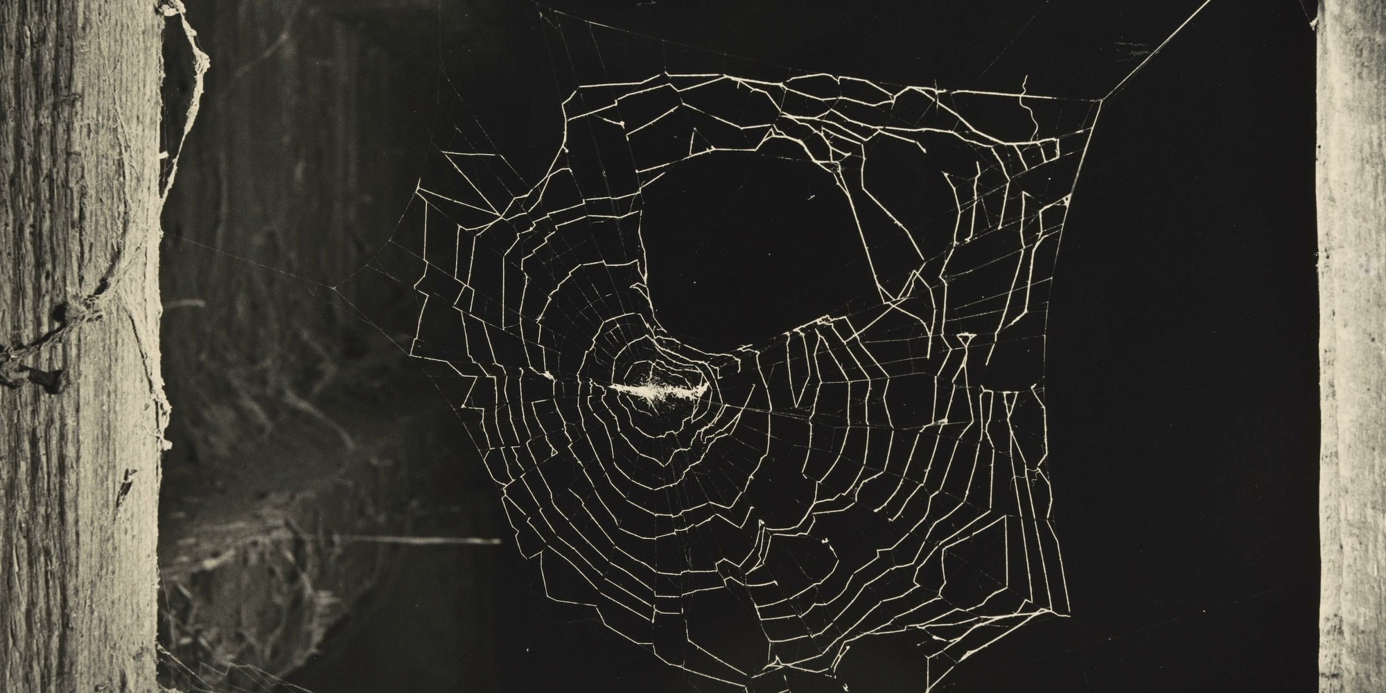 Ilse Bing. Spider Web and Stables, New York. 1951. Gelatin silver print, 13 9/16 × 10 1/2" (34.5 × 26.6 cm). The Museum of Modern Art, New York. Bequest of Ilse Bing Wolff