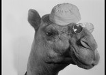 Jamal (A Camel). 1981. Sudan. Written and directed by Ibrahim Shaddad. Courtesy Arsenal Berlin