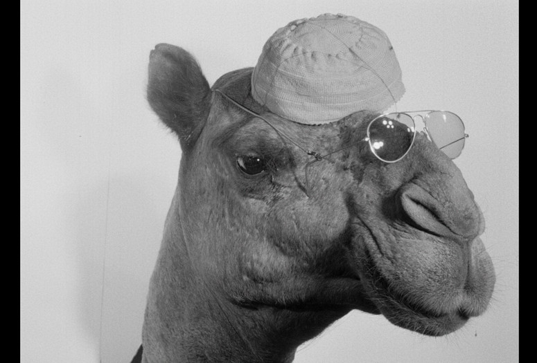 Jamal (A Camel). 1981. Sudan. Written and directed by Ibrahim Shaddad. Courtesy Arsenal Berlin