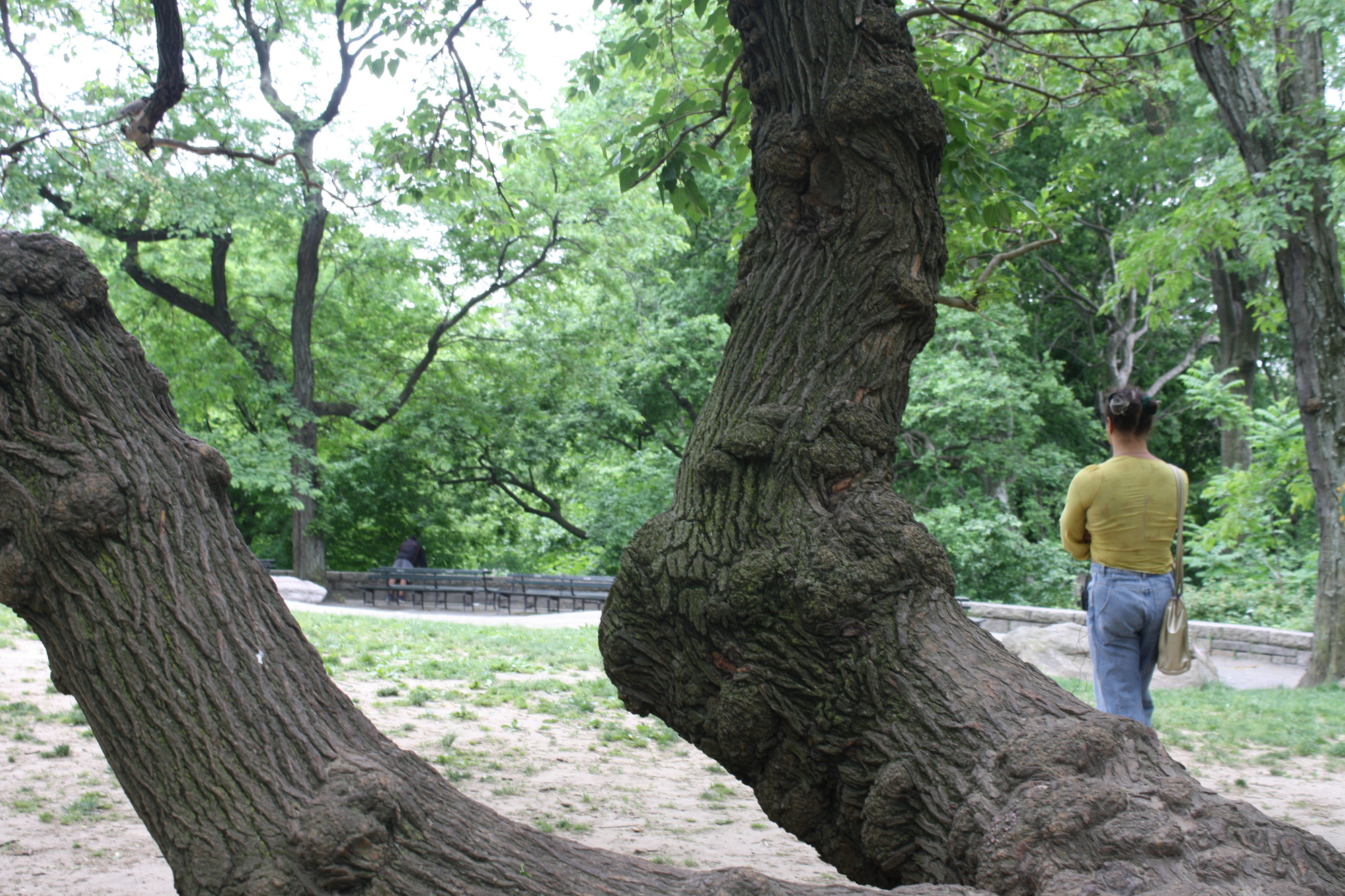 Tourmaline at Summit Rock in Central Park, formerly the site of Seneca Village, 2021. Photo: Arlette Hernandez. 