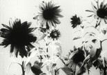 Power of Plants. 1951. USA. Directed by John Kieran, Paul F. Moss, Thelma Schee. Courtesy AV Geeks