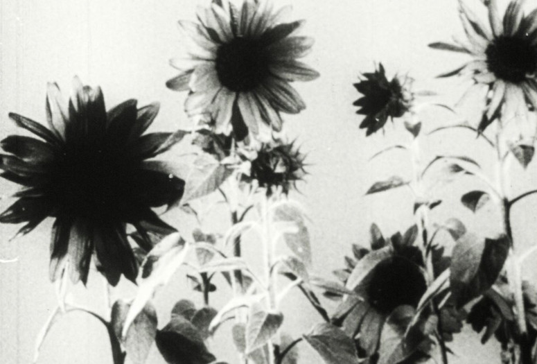 Power of Plants. 1951. USA. Directed by John Kieran, Paul F. Moss, Thelma Schee. Courtesy AV Geeks