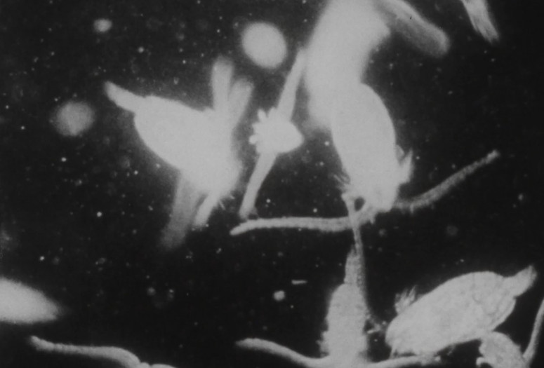 The World Within the Sea. 1956. USA. Directed by Roman Vishniac. Courtesy the University of South Carolina