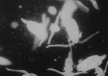 The World Within the Sea. 1956. USA. Directed by Roman Vishniac. Courtesy the University of South Carolina
