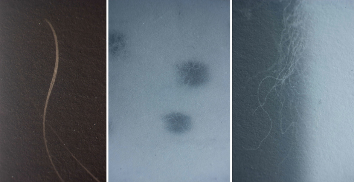 These three images compare the degree of resolution to be seen in first generation photograms and the photographs in Champs Délicieux. At left, a detail of Rayograph 117.1941, taken at 180× magnification, showing a single strand of hair. At the right, a detail of Rayograph 111.1941 taken at 120× magnification, showing fine detail of cotton wool; and at center, detail of plate 12 (253.1935.12) taken at 120× magnification showing similar cotton wool, with much less resolution and detail