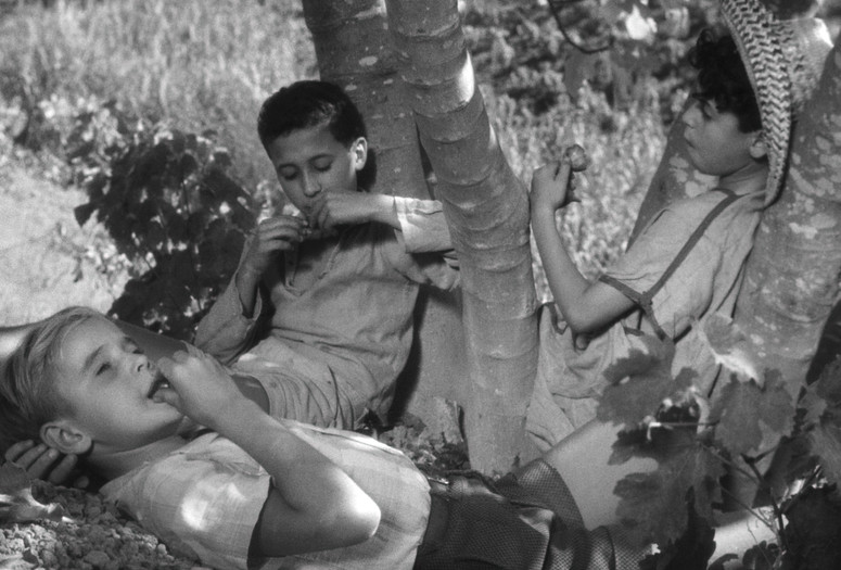 Les Oliviers de la Justice (The Olive Trees of Justice). 1962. France. Directed by James Blue. Courtesy Kino Lorber