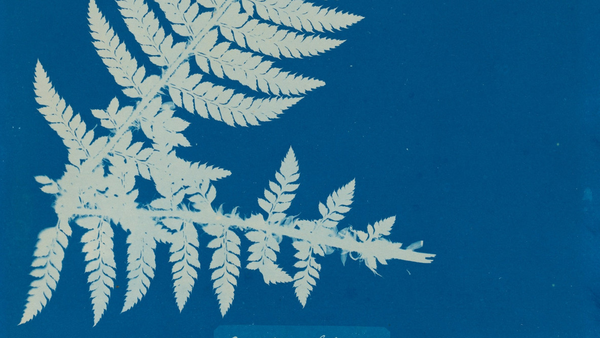Anna Atkins. Aspidium Lobatium. 1853. Cyanotype (photogram), 12 3/4 × 8 5/8&#34; (32.4 × 21.9 cm) . Gift of Robert B. Menschel. Digital Image © 2019 MoMA, N.Y.