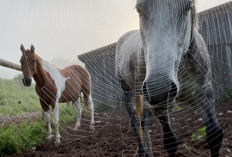Horse Opera. 2022. USA. Directed by Moyra Davey. Courtesy the artist and Galerie Buchholz, Berlin/Cologne/New York