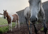 Horse Opera. 2022. USA. Directed by Moyra Davey. Courtesy the artist and Galerie Buchholz, Berlin/Cologne/New York