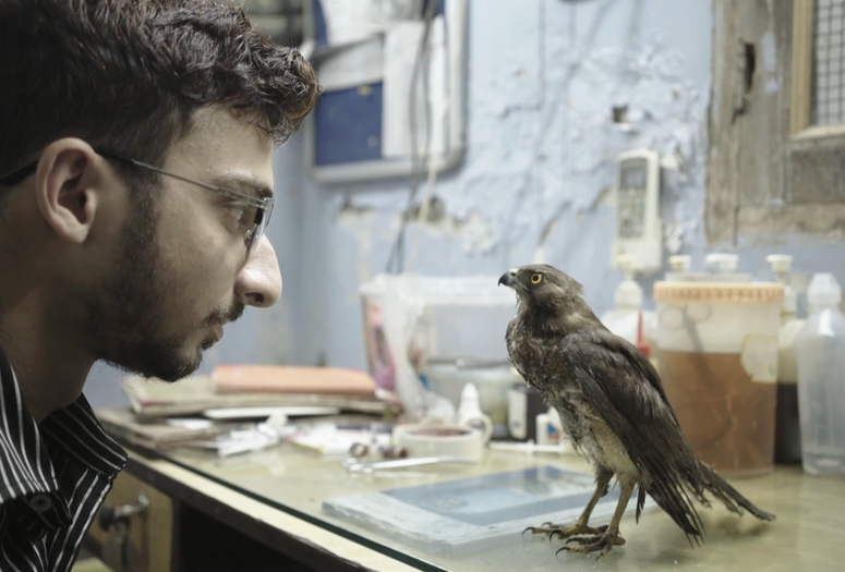All That Breathes. India/Great Britain/USA. Directed by Shaunak Sen. Courtesy Sideshow/Submarine Deluxe/HBO Documentary Films