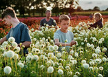 Close. 2022. Belgium. Directed by Lukas Dhont. Courtesy A24