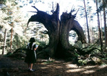 El laberinto del fauno (Pan&#39;s Labyrinth). 2006. Spain/Mexico. Written and directed by Guillermo del Toro. Courtesy of Everett Collection