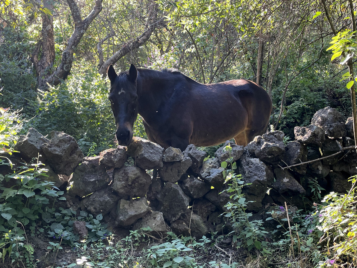 A lonely horse near Splendor Omnia
