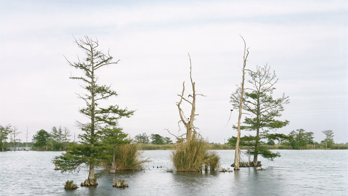 An-My Lê. April 17, Swamp, Venice, Louisiana. 2016. Inkjet print, 40 × 56 1/2&#34; (101.6 × 143.5 cm). Committee on Photography Fund