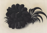 Georgia O&#39;Keeffe. Eagle Claw and Bean Necklace. 1934. Charcoal on paper, 19 x 25 1/8&#34; (48.5 x 63.9 cm). Given anonymously (by exchange). © 2023 Georgia O&#39;Keeffe Museum / Artists Rights Society (ARS), New York.