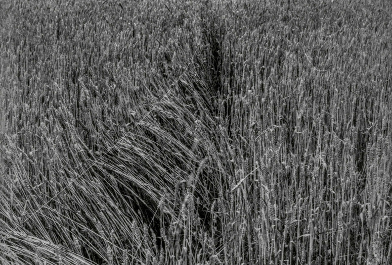 OHO Group with Milenko Matanović. “Summer Projects,” wheat and rope. 1969. Gelatin silver print. Kynaston McShine Information Exhibition Research, IV.63.a. The Museum of Modern Art Archives, New York