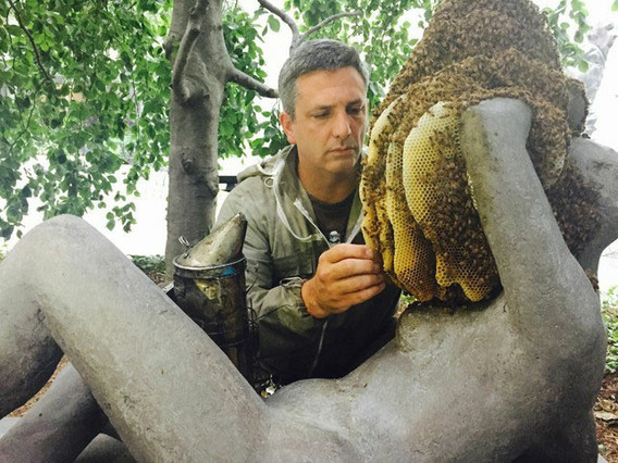 Beekeeper Andrew Coté checks on the hive daily