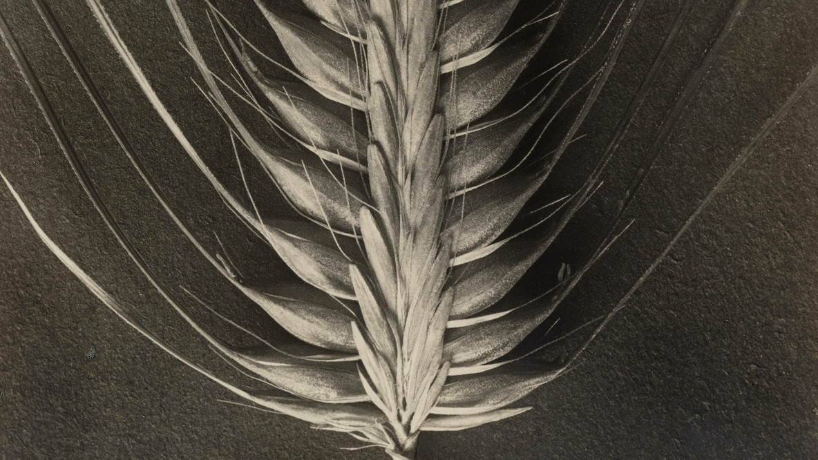 Karl Blossfeldt. Hordeum distichum. 1898–1932. Gelatin silver print, 11 5/8 × 9 5/16&#34; (29.6 × 23.7 cm). Thomas Walther Collection. Gift of James Thrall Soby, by exchange. © 2023 Karl Blossfeldt/Artists Rights Society (ARS), New York