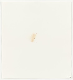 Rose Petal (American Beauty) from Stains