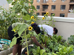Photo of the Lower Eastside Girls Club’s rooftop garden. Courtesy of the Lower Eastside Girls Club