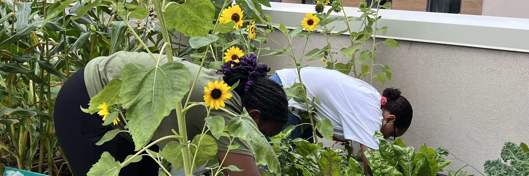 Photo of the Lower Eastside Girls Club’s rooftop garden. Courtesy of the Lower Eastside Girls Club